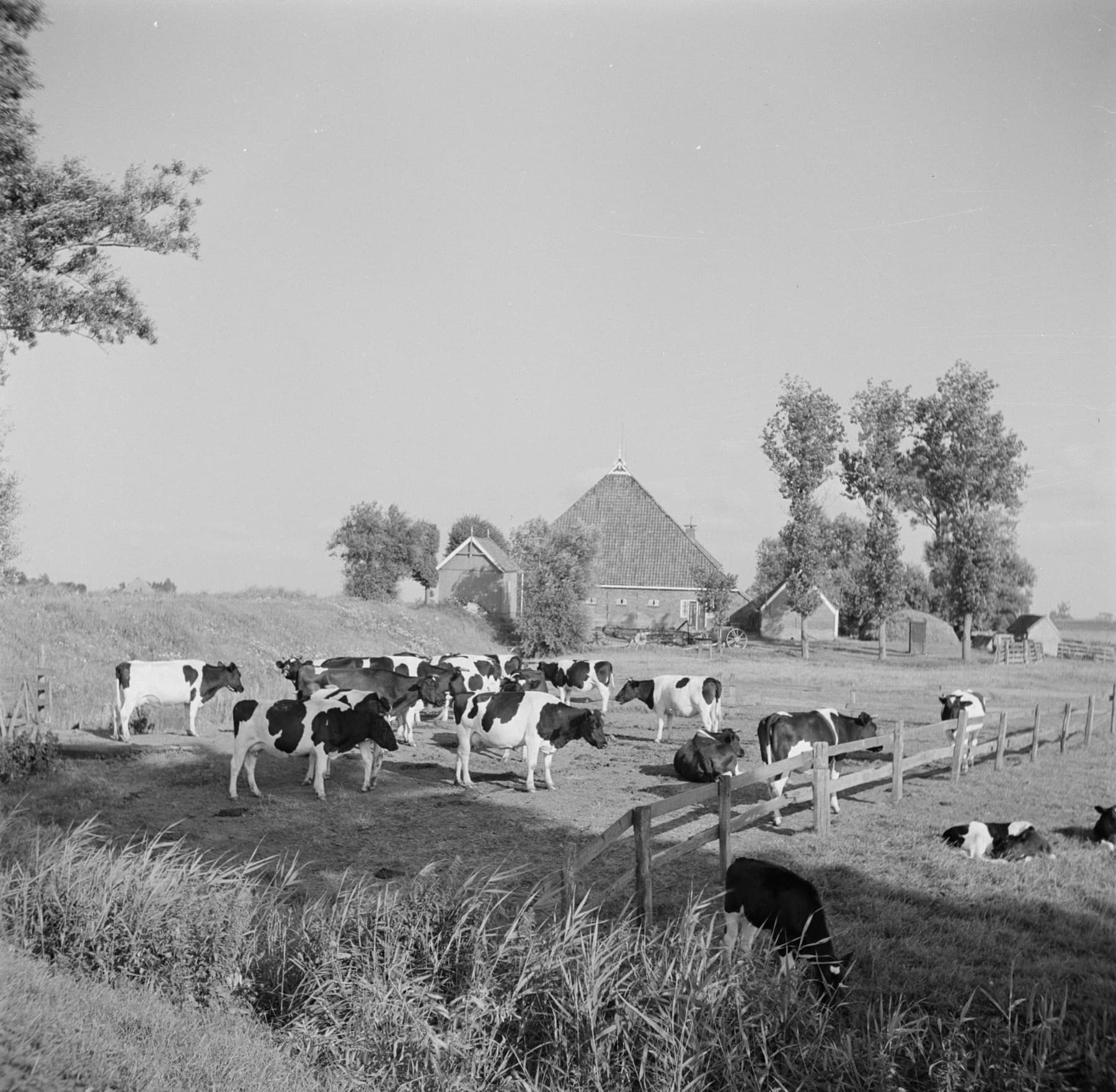 Zwart-witfoto uit de jaren vijftig van een Friese kop-hals-rompboerderij met zwartbont melkvee in de wei ervoor